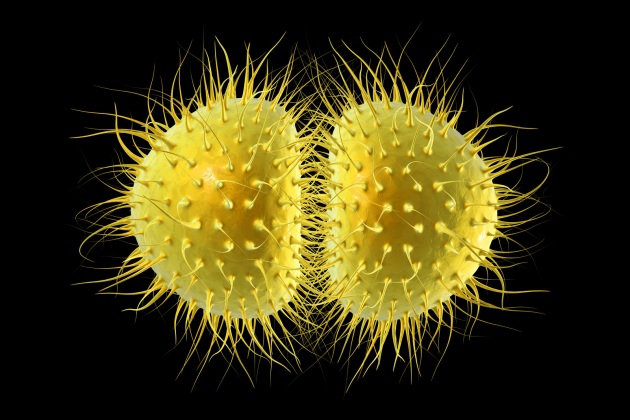 meningite