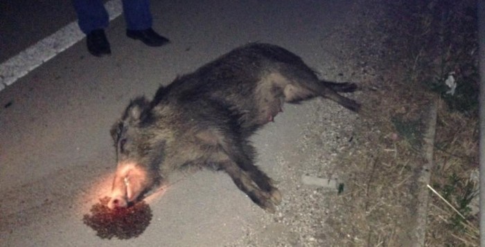 cinghiale investito